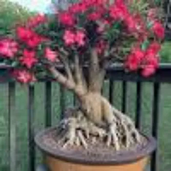 adenium plant (37)-9559366-83295.webp